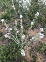 Dimorphocarpa candicans