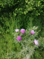 Carduus pycnocephalus