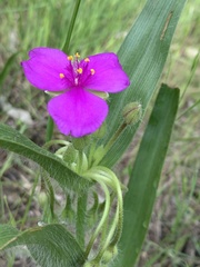 Tradescantia tharpii