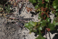 Trimerotropis infantilis