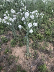 Dimorphocarpa candicans