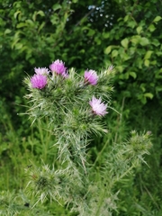 Carduus pycnocephalus