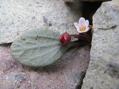 Claytonia umbellata