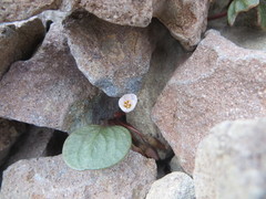 Claytonia umbellata