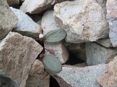 Claytonia umbellata