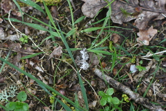 Epirrhoini
