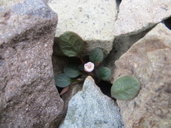 Claytonia umbellata