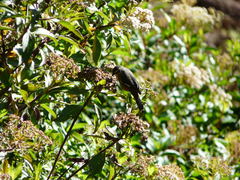 Conirostrum cinereum