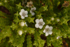 Euchaetis