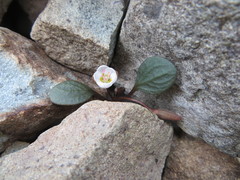 Claytonia umbellata