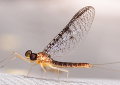 Leucrocuta aphrodite