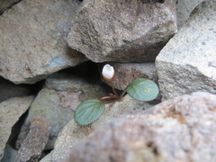 Claytonia umbellata