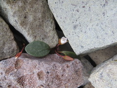 Claytonia umbellata