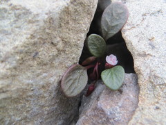 Claytonia umbellata