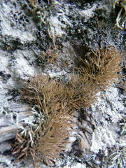 Roccella phycopsis