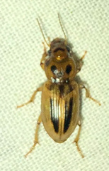Agonoderus