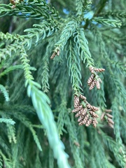 Cryptomeria
