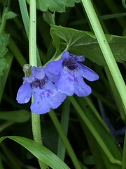 Glechoma hederacea