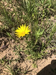 Xanthisma texanum drummondii