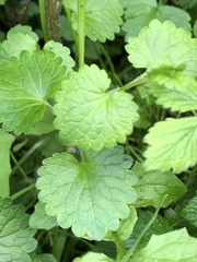 Glechoma hederacea