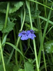 Glechoma hederacea