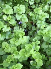 Glechoma hederacea