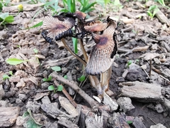 Coprinellus