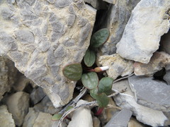 Claytonia umbellata