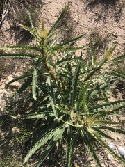 Mentzelia decapetala