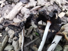 Coprinellus