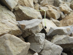 Claytonia umbellata
