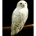 Snowy Owl - Photo (c) Athanassios Pappas, some rights reserved (CC BY-NC)