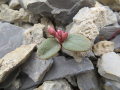 Claytonia umbellata