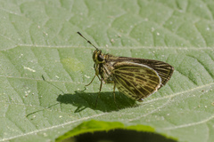 Callimormus interpunctata
