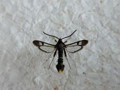 Synanthedon andrenaeformis