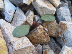 Claytonia umbellata