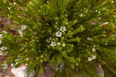 Euchaetis