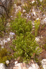 Euchaetis