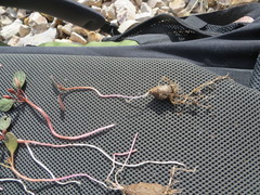 Claytonia umbellata