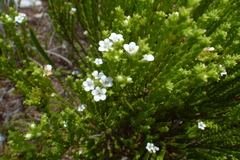 Euchaetis