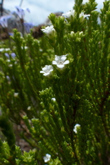 Euchaetis