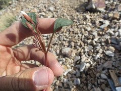 Claytonia umbellata