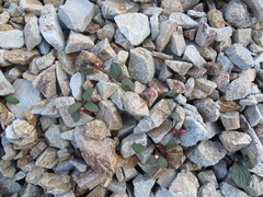 Claytonia umbellata
