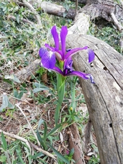 Iris reichenbachiana
