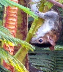 Sciurus colliaei