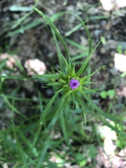 Liatris compacta