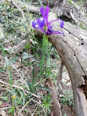Iris reichenbachiana