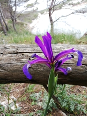 Iris reichenbachiana