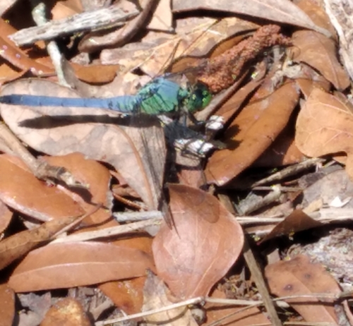 Erythemis simplicicollis image