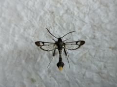 Synanthedon andrenaeformis